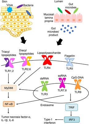 Toll-like receptors: their roles in pathomechanisms of atopic dermatitis